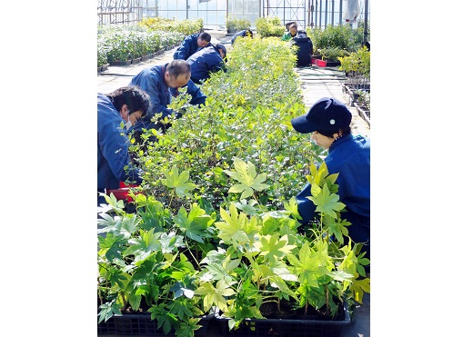 横浜ゴム、社会福祉法人に苗木1,460本寄贈