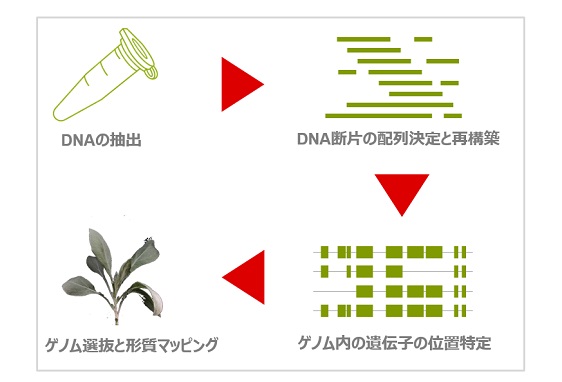 ブリヂストン、グアユールのゲノム配列の高精度な解読に成功