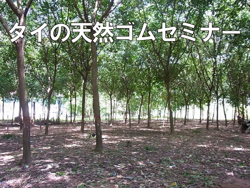 タイ天然ゴムの最新状況とサプライチェーンでみる先物市場