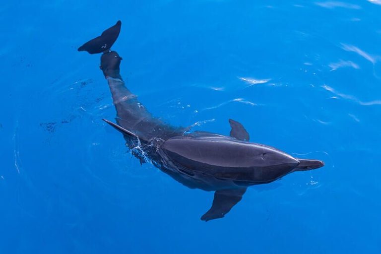 ブリヂストンと沖縄美ら島財団が、共創を通じてイルカを救う